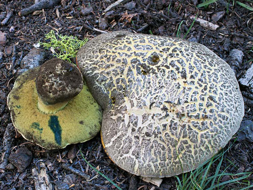 Boletus abieticola - Mushroom Species Images